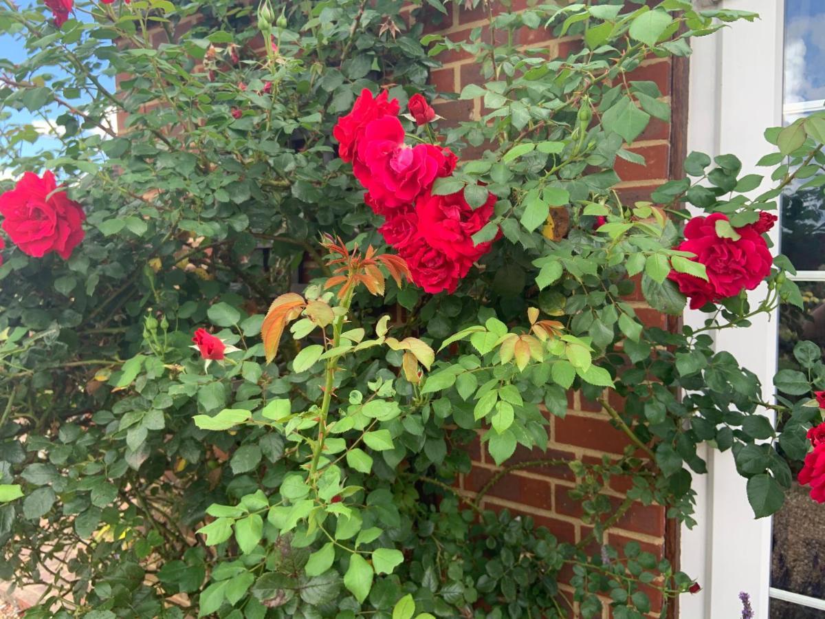 Rose Cottage ไรย์ ภายนอก รูปภาพ